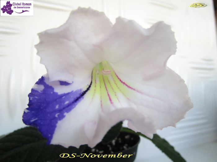 DS-November (9-04-2015) - Streptocarpusi 2015