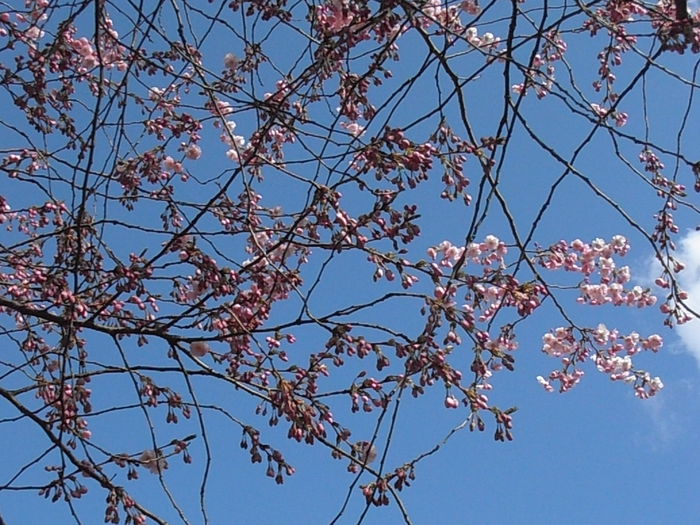 P4080032 - Pastel