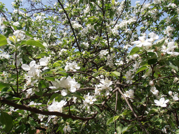 P4301332 - Pastel