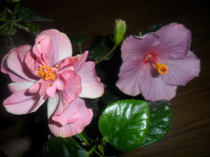 9.04 - hibiscusi2015-1