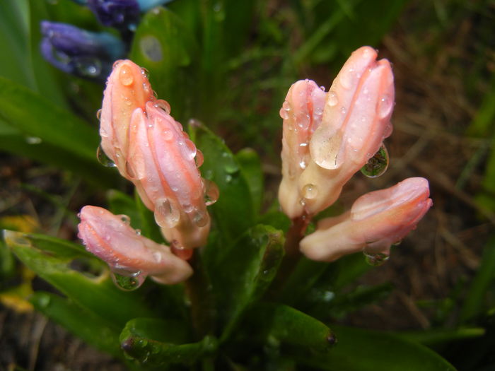 Pink Hyacinth (2015, March 29) - 03 Garden in March