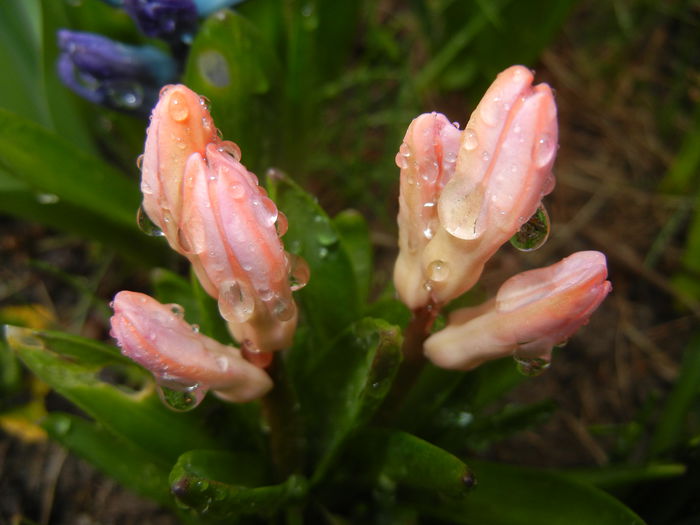 Pink Hyacinth (2015, March 29)