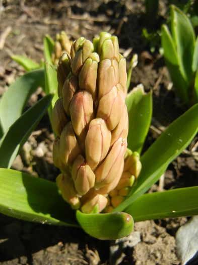 Hyacinth_Zambila (2015, March 31) - 03 Garden in March