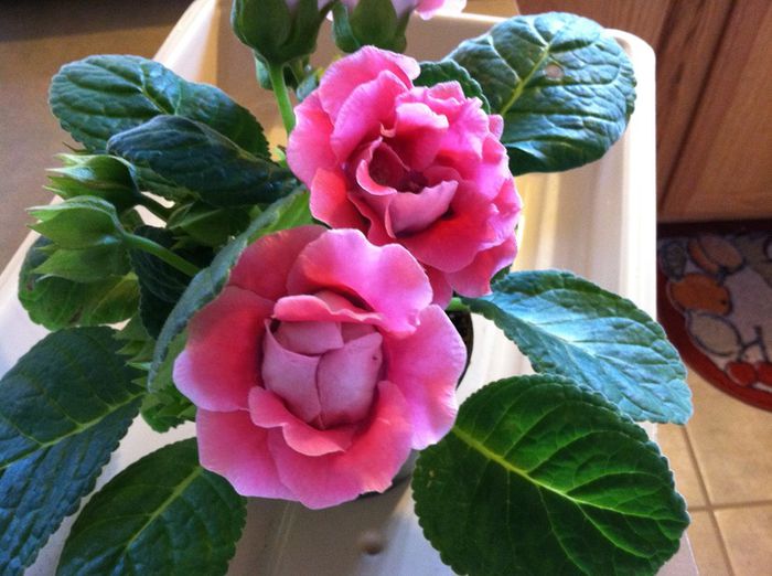  - GLOXINIA HYBRIDA