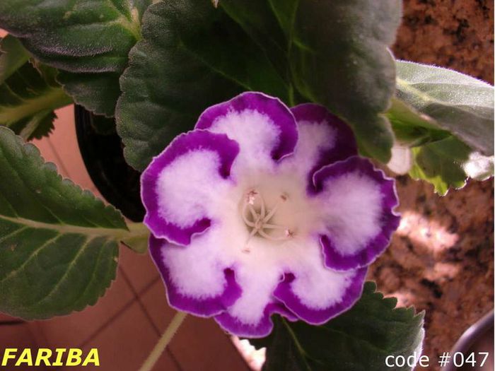  - GLOXINIA HYBRIDA