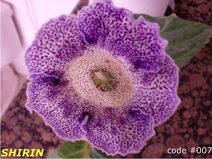  - GLOXINIA HYBRIDA