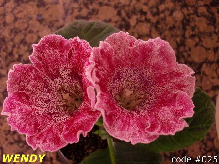  - GLOXINIA HYBRIDA