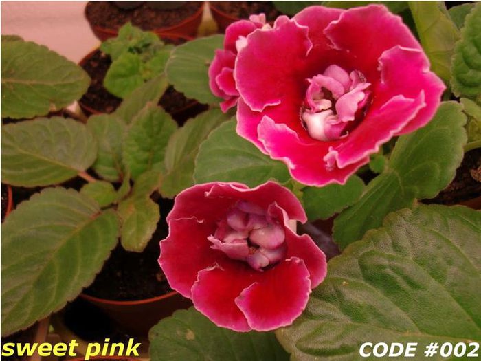  - GLOXINIA HYBRIDA