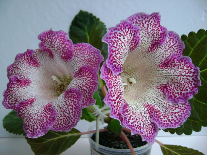  - GLOXINIA HYBRIDA