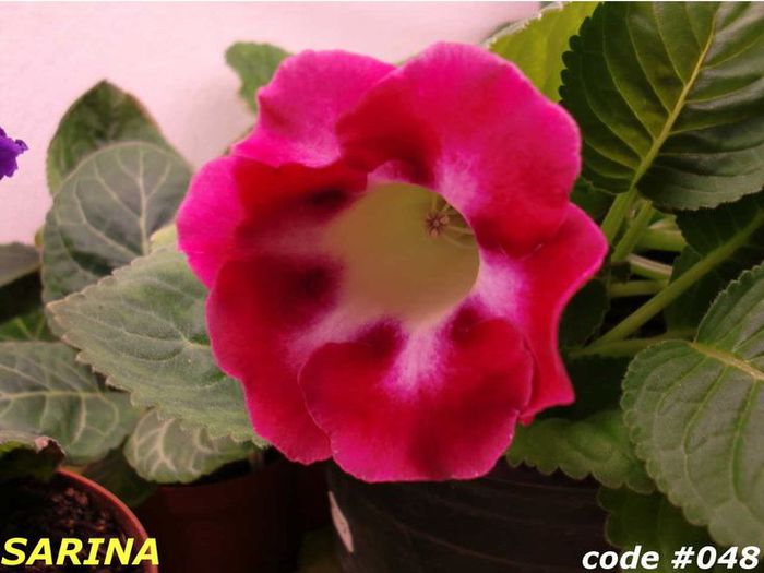  - GLOXINIA HYBRIDA