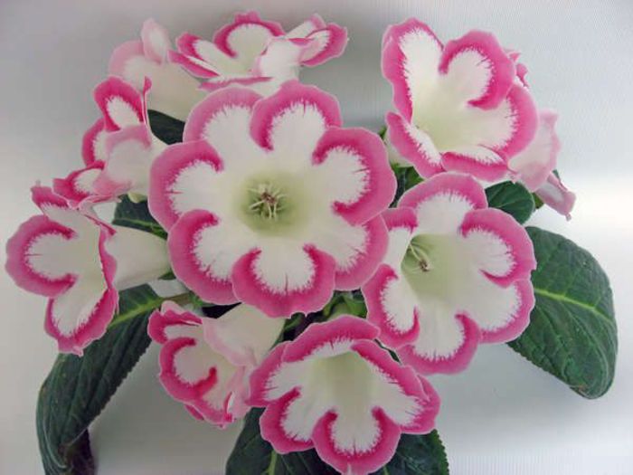 ROSALINDA - GLOXINIA HYBRIDA