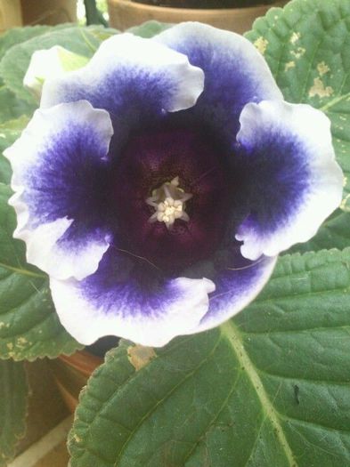  - GLOXINIA HYBRIDA