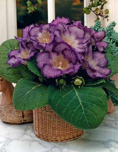  - GLOXINIA HYBRIDA