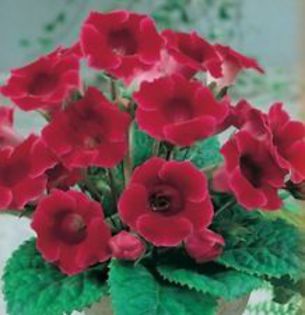  - GLOXINIA HYBRIDA