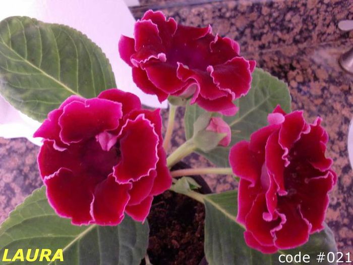  - GLOXINIA HYBRIDA