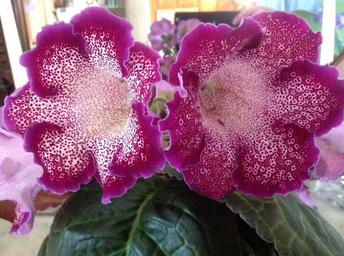 Tigrina Red - GLOXINIA HYBRIDA