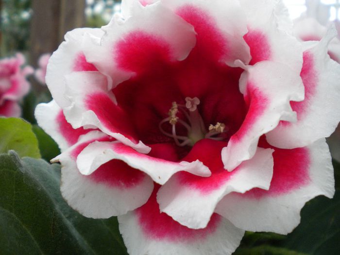  - GLOXINIA HYBRIDA