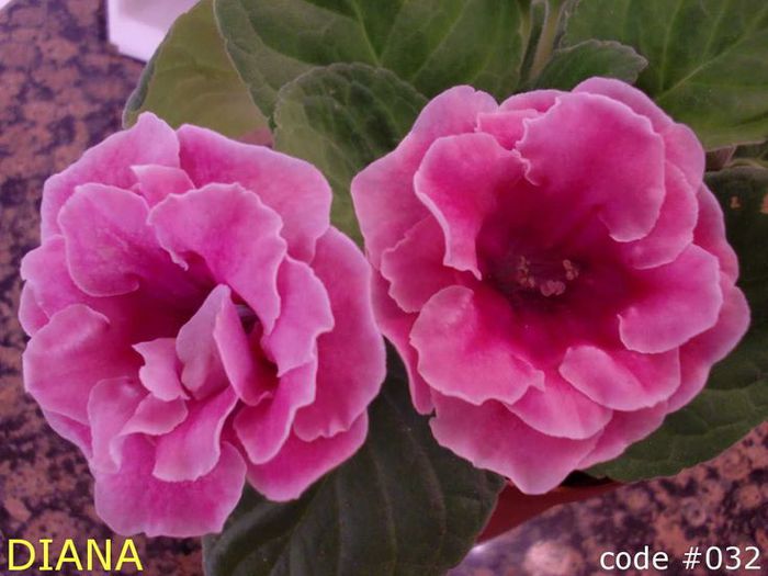  - GLOXINIA HYBRIDA