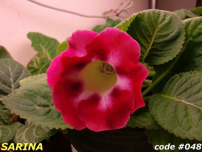  - GLOXINIA HYBRIDA