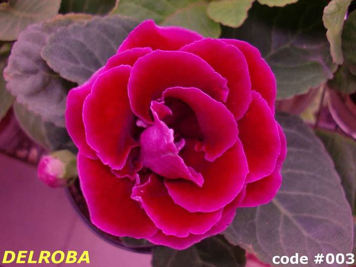  - GLOXINIA HYBRIDA
