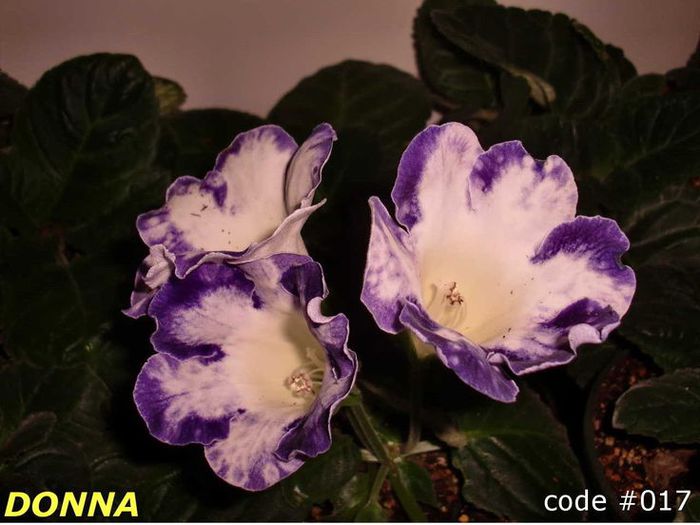  - GLOXINIA HYBRIDA