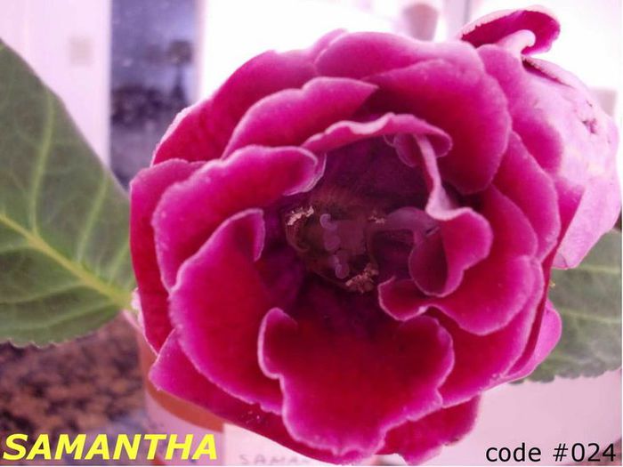  - GLOXINIA HYBRIDA