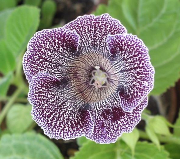  - GLOXINIA HYBRIDA