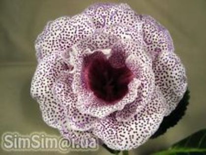  - GLOXINIA HYBRIDA