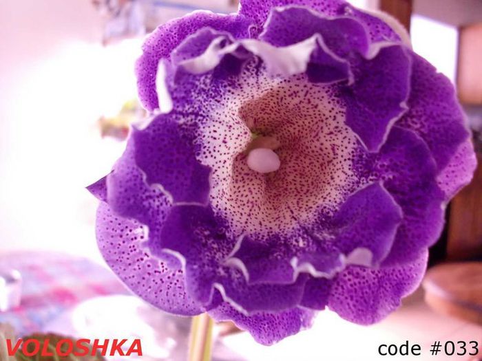  - GLOXINIA HYBRIDA