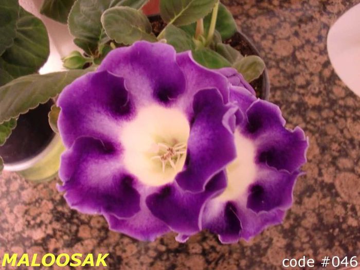  - GLOXINIA HYBRIDA