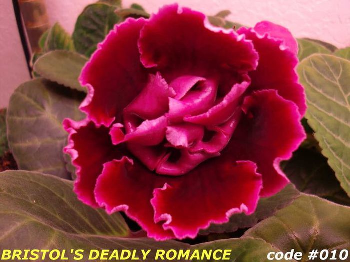  - GLOXINIA HYBRIDA