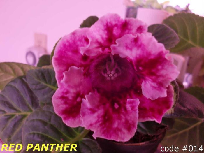  - GLOXINIA HYBRIDA