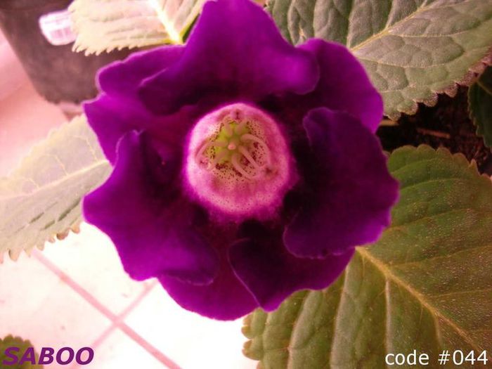  - GLOXINIA HYBRIDA