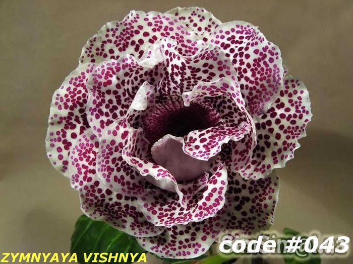  - GLOXINIA HYBRIDA