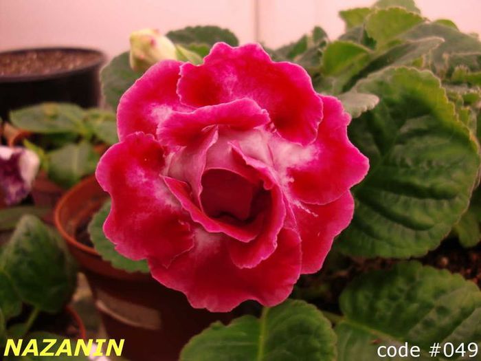  - GLOXINIA HYBRIDA