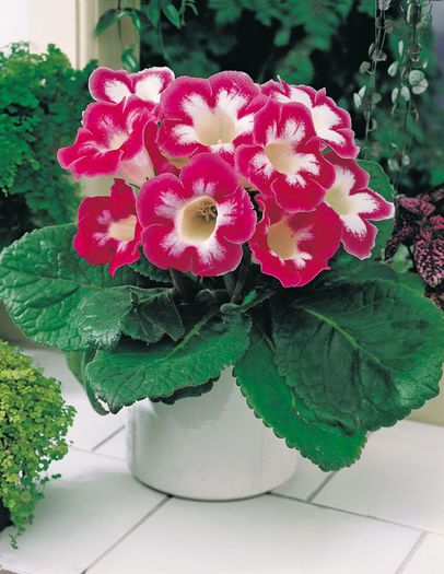 Blanche de Meru - GLOXINIA HYBRIDA