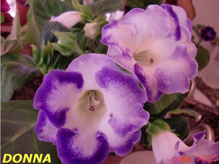  - GLOXINIA HYBRIDA
