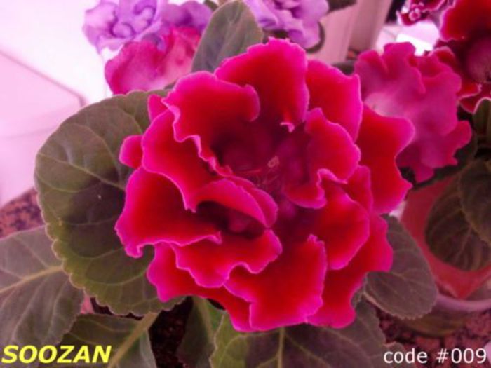  - GLOXINIA HYBRIDA