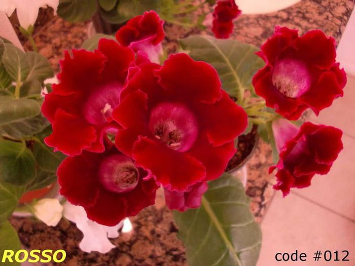 - GLOXINIA HYBRIDA