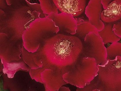  - GLOXINIA HYBRIDA