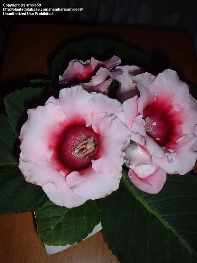  - GLOXINIA HYBRIDA
