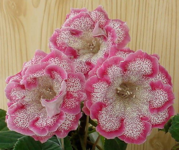 - GLOXINIA HYBRIDA