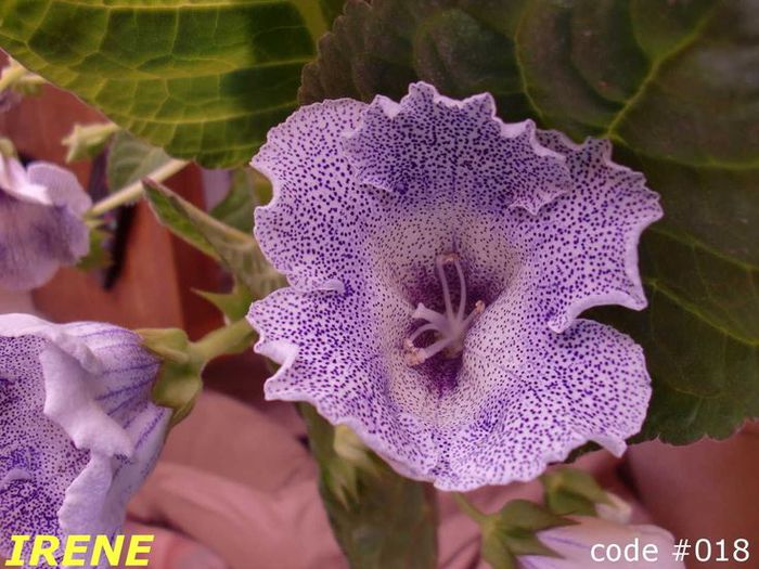  - GLOXINIA HYBRIDA