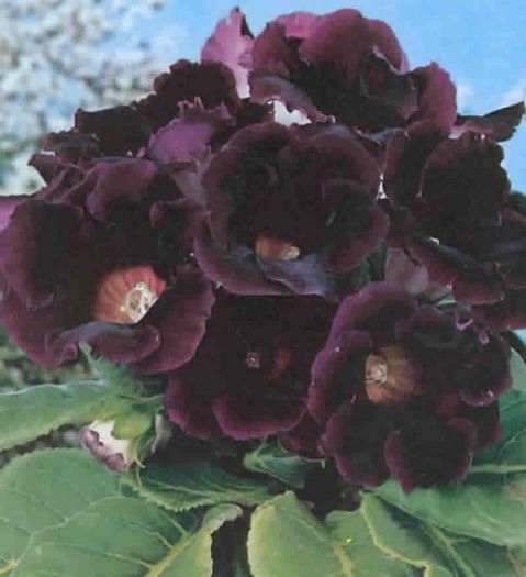  - GLOXINIA HYBRIDA