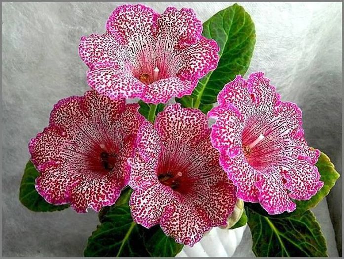  - GLOXINIA HYBRIDA