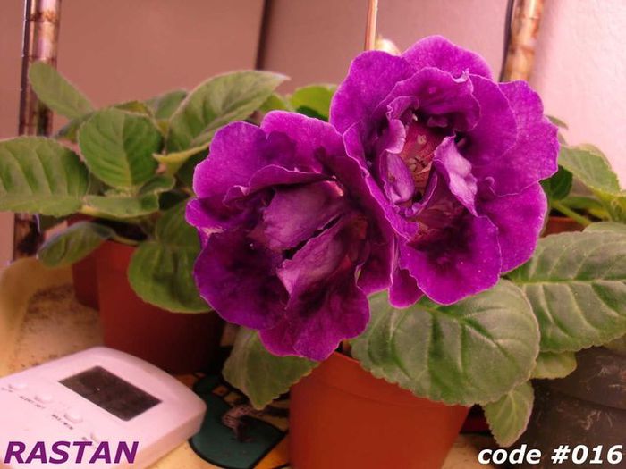  - GLOXINIA HYBRIDA