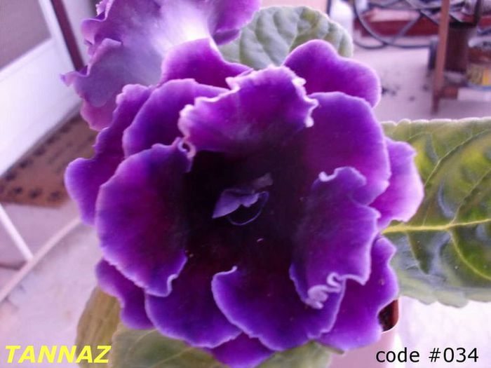  - GLOXINIA HYBRIDA