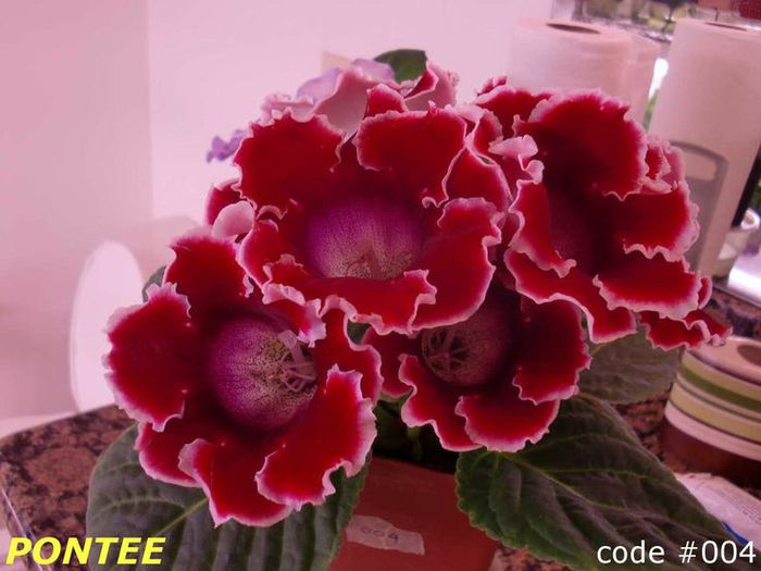  - GLOXINIA HYBRIDA