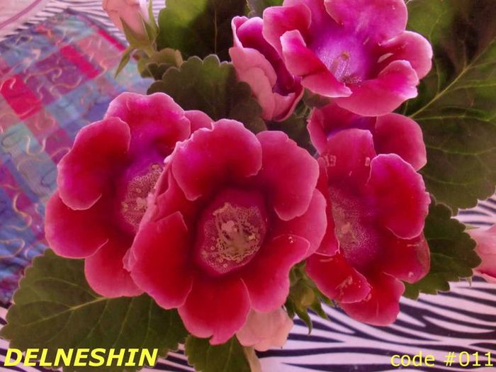  - GLOXINIA HYBRIDA