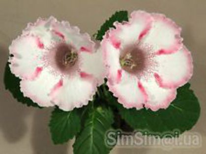  - GLOXINIA HYBRIDA